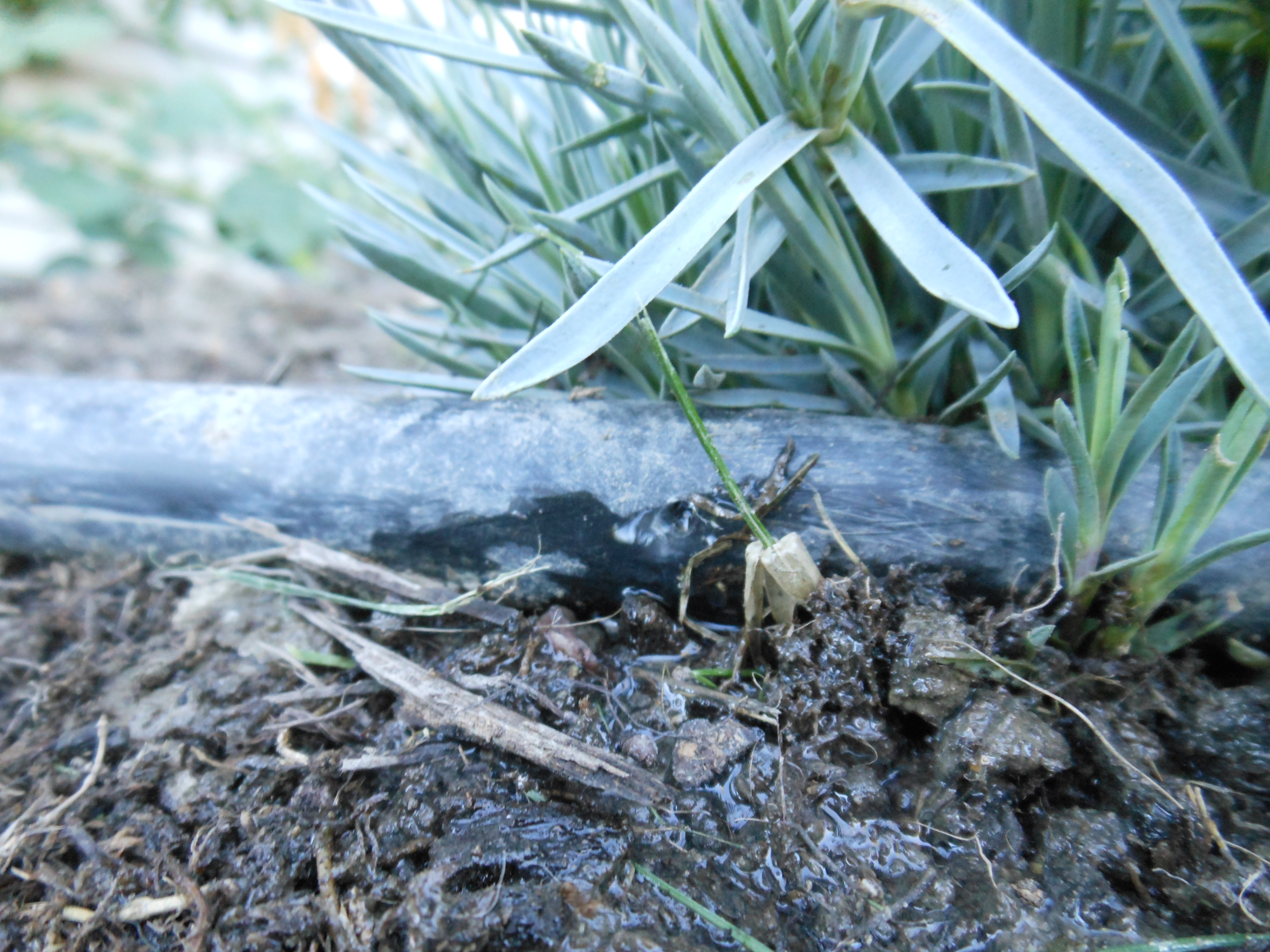 Drip Line Repair